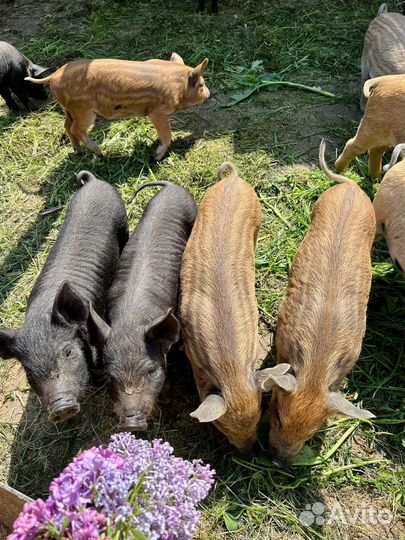 Поросята