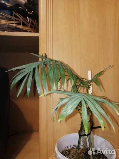 Пальма хамедорея