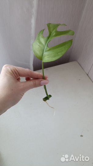 Рафидофора (монстера минима)