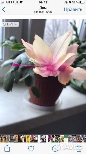 Декабрист разных цветов