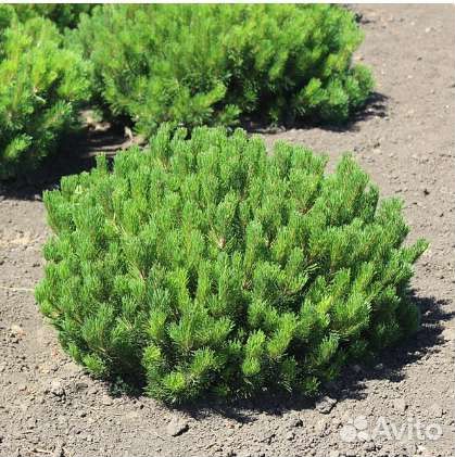 Сосна Муго Мугус, Ель карликовая