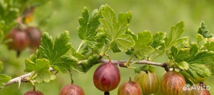 Саженцы крыжовника Колхозный