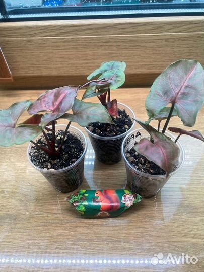 Сингониум арон браун