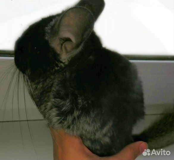 Шиншилла черный бархат