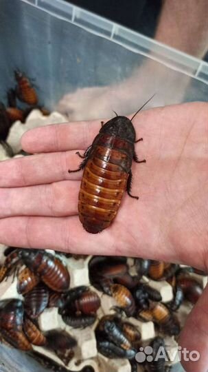 Живой корм, насекомые