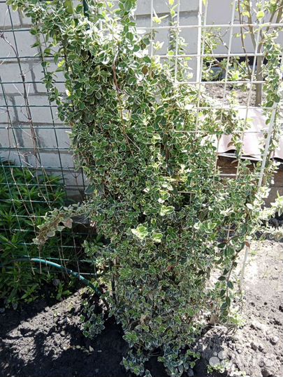 Бересклет форчуна