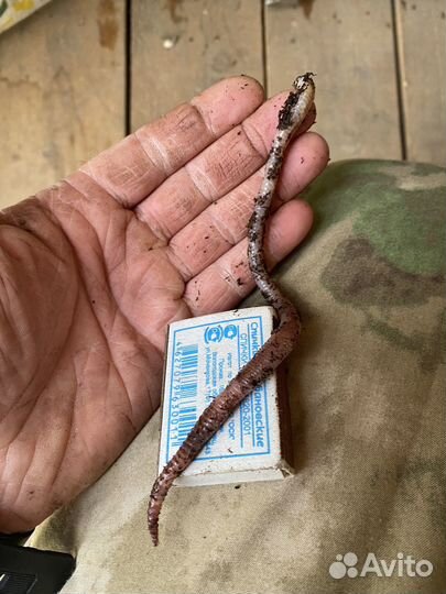 Червь Дендробена