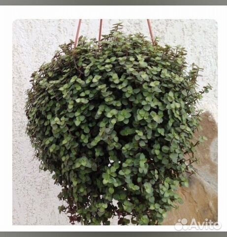 Каллизии, дихондра, вариегатные будра, плектрантус