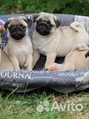 Мопсы щенки девочки