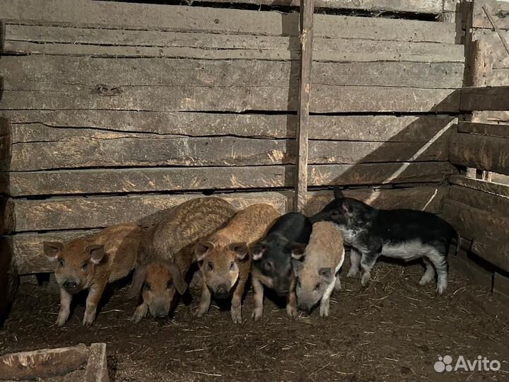 Поросята венгерской мангалицы