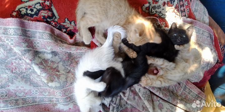 Котята в добрые руки