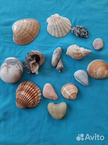 Морские ракушки