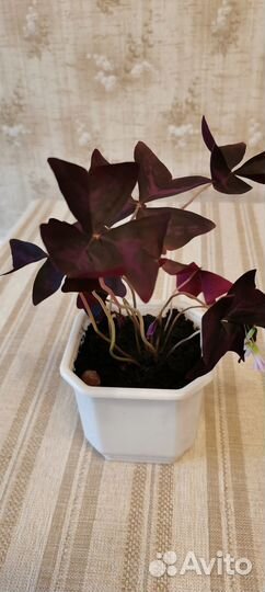 Кислица фиолетовая