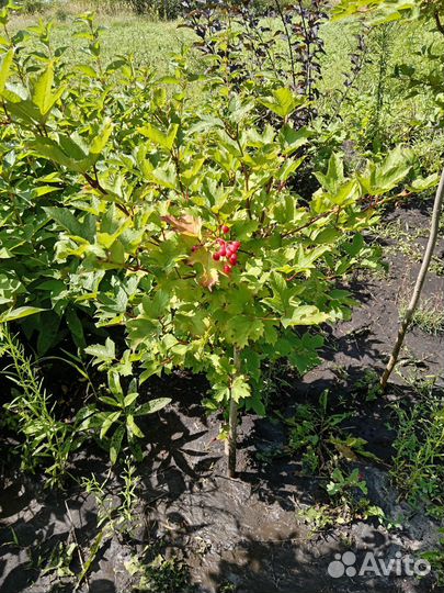 Калина Бульдонеж,Красная, Гордовина
