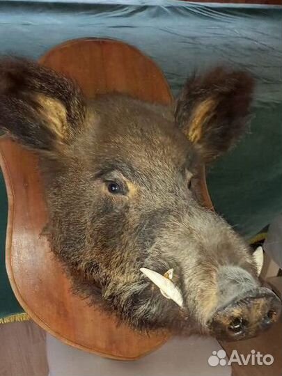 Чучело головы кабана