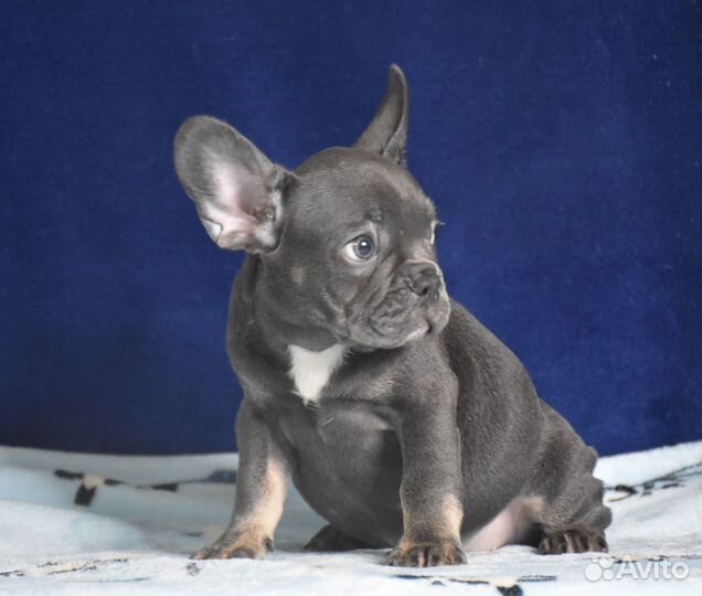 Голубая девочка