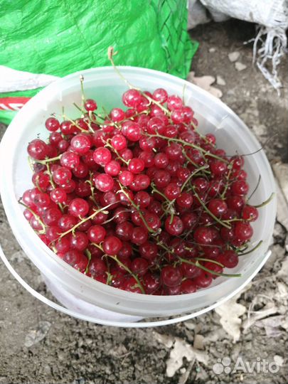 Черная смородина ягода свежая