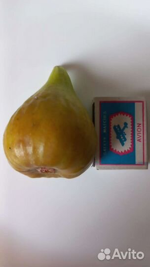 Инжир самоопыляемый Брунсвик