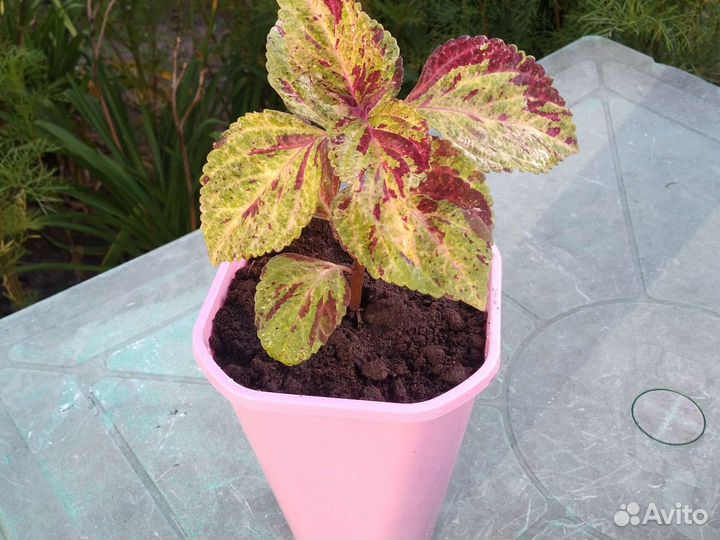 Колеус сортовой