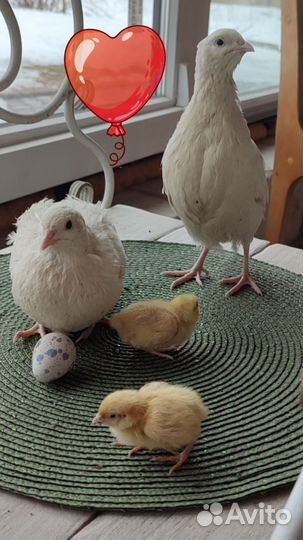 Цыплята суточные, несушки,ия