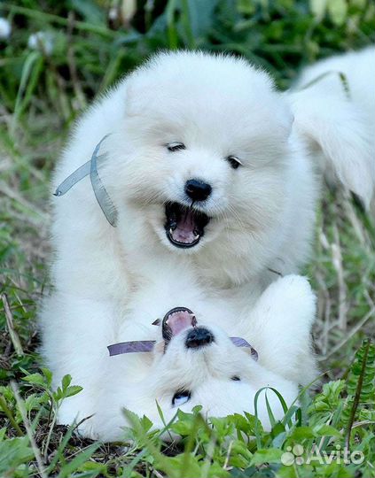 Шерсть Самоеда