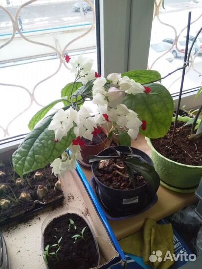 Продам комнатные цветы