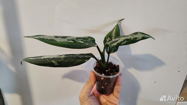 Аглаонема pumilum