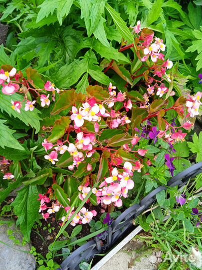 Колеус, герань, бегония