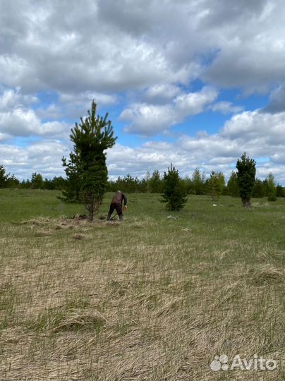 Сосна Обыкновенная