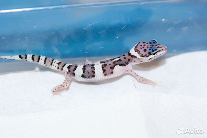 Геккон эублефар