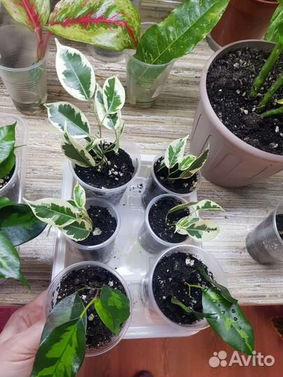 Фикусы денилайт, голден моник, де гантель