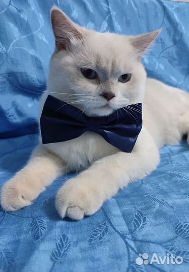 Шотландский кот на вязку