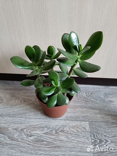 Денежное дерево Толстянка