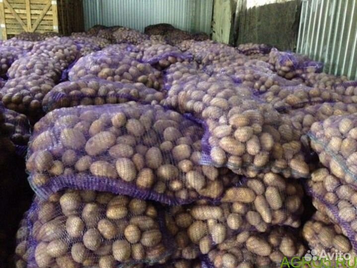 Продам картофель от трех тонн