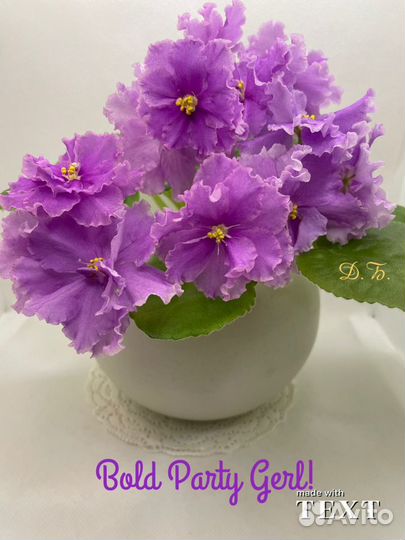 Фиалка (свеже срезанные черенки.)