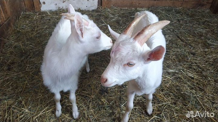 Стельная Корова и Рабочий Козел