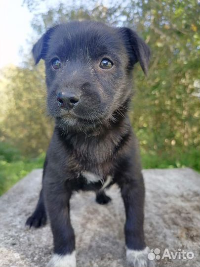 Собаки бесплатно в добрые руки щенки