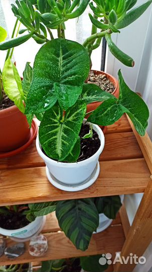 Сингониум white butterfly