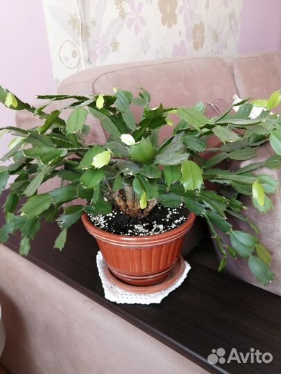 Декабрист классической розовой расцветки