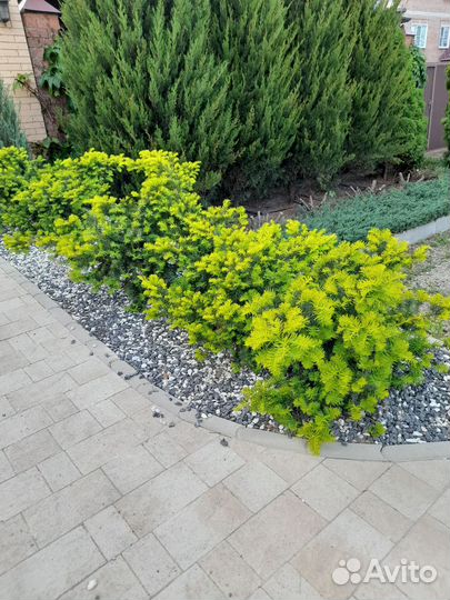 Тис ягодный