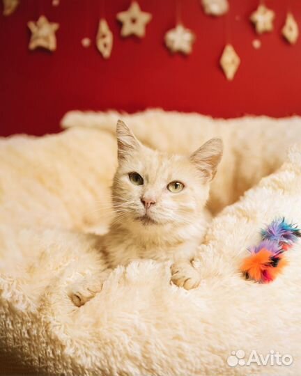 Котик Лучик