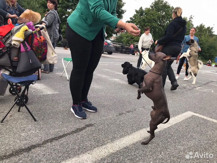 Кобель для вязки Ксоло mini