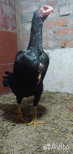 Бойцовых петух