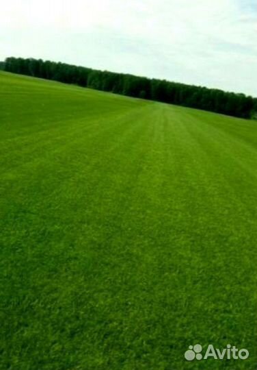 Рулонный газон