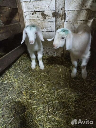 Козочка нубийка, и козлики нубийских кровей