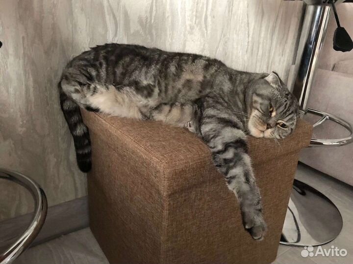 Кошка
