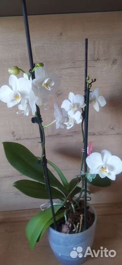 Орхидея фаленопсис Fortuna
