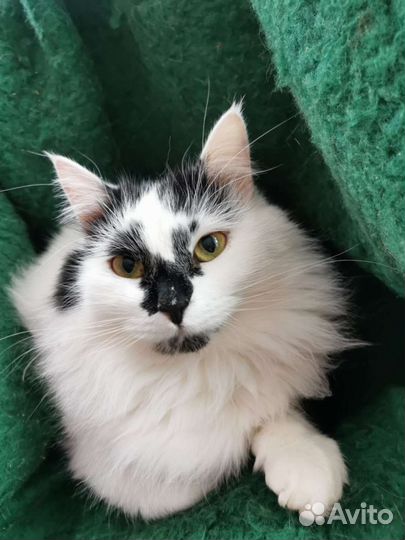 Пушистая красавица Кнопа ищет дом