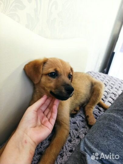 Щенок девочка в добрые руки