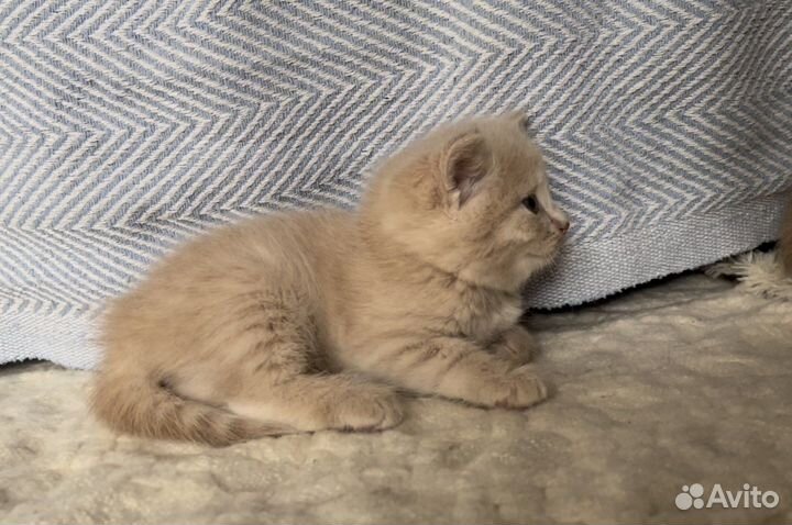 Котенок -девочка, 1 месяц